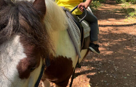 Kind sitzt rückwärts auf einem Pony im Wald und sonniger Atmosphäre