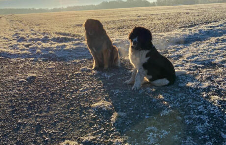 Zwei Hunde sitzen auf frostigem Feld bei tiefstehender Sonne.