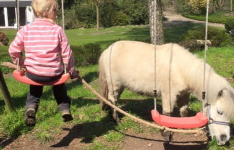 Kind schaukelt im Garten neben einem weißen Minipony, sonniger Tag.