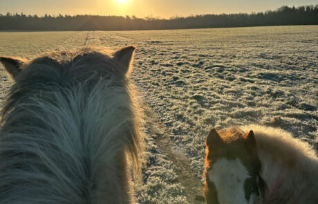Zwei Pferde auf frostigem Feld bei tiefstehender Sonne.